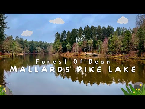 Mallards Pike Lake | A Walk in the Forest of Dean