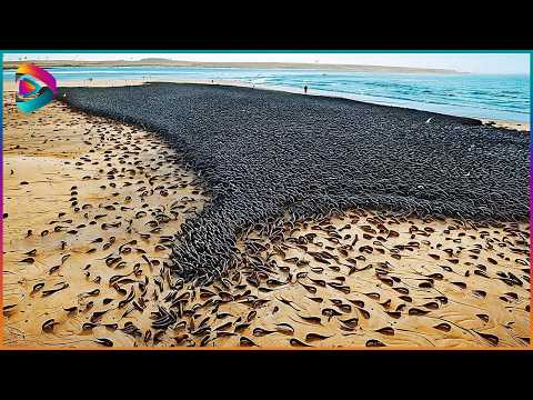 One in A Billion Moments in Nature | Best Of Month