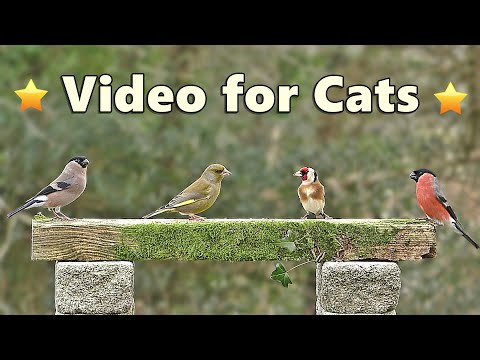 Cat TV for Cats to Watch 🌸 The Cutest Birds You Ever Did See