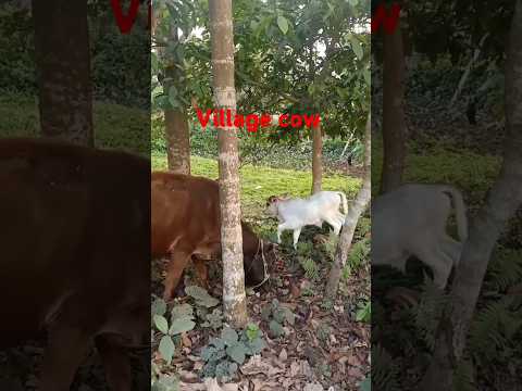 Cows#short cute village cow sound#baby cow voice