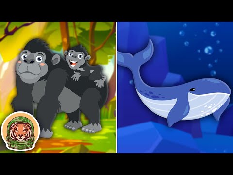 Learn ALL About Mammals! | Animal Songs For Kids | KLT WILD