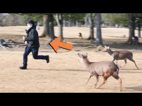 奈良公園でニコンの新レンズを試そうとしたらそれどころではなかったwwwww