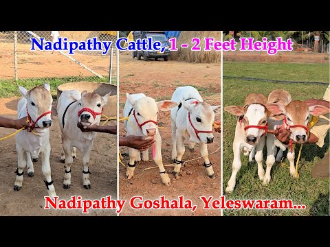 Nadipathy cattle | 1 -2 Feet Height | #youtube #animals #cow #youtubeshorts #yt #indiancattle