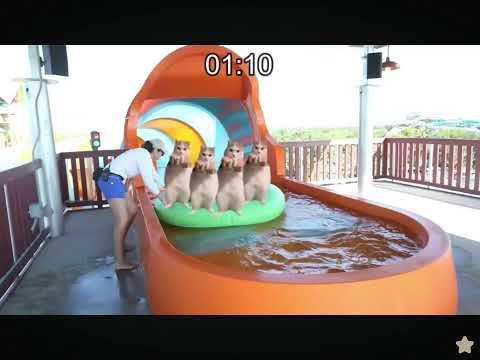 Memed Cats go to the water park with bestie and meets her family (Billy McCormick version)