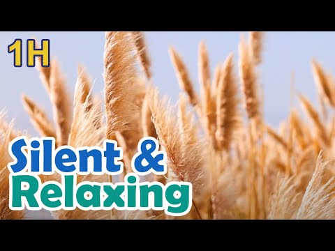 1H long Relaxing Screensaver of Field ears of reeds wheat video loop no sound no music