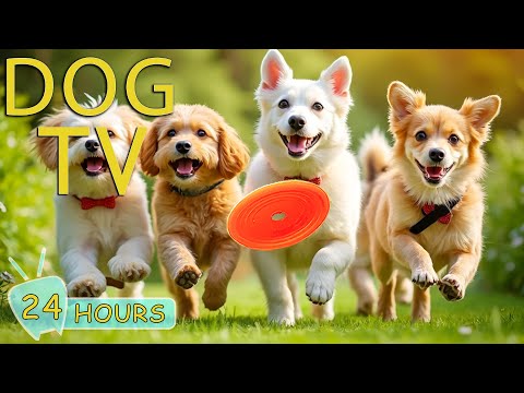 DOG TV: Best Videos for Dogs to Watch - Music Entertain for Your Dogs to Reduce Stress & Anxiety