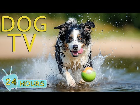 Videos for Dogs to Watch: Video Entertain for Your Dogs to Reduce Stress & Anxiety - Dog TV