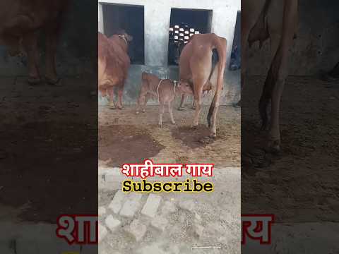 शाहीबाल गाय कैसी होती है #2024 @buffalo1s