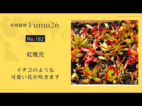 【多肉植物】クラッスラ属 紅稚児 可愛く育てて寄せ植えにどうですか？