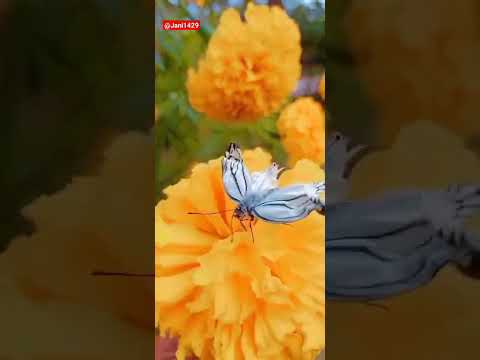 #flower #marigold #butterfly🤗😍 #shortvideo