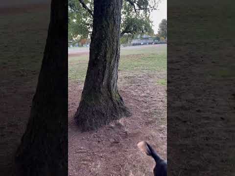 Penny climbs tree to chase squirrel