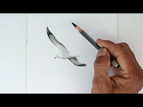 How to draw a flying bird by pencil with easy ways.