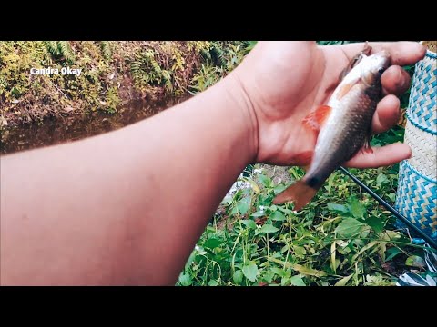 MANCING PAKAI TEGEK || FULL STRIKE