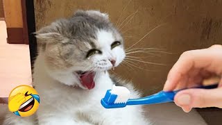 Try Not To Laugh 😍 Funniest Cats and Dogs Videos 😹🐶 Part 36