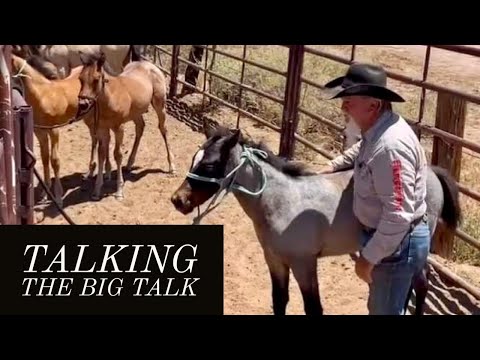 BRANDING FOALS | MAKING THE ROUNDS #2023foals #quarterhorses #cattleranch