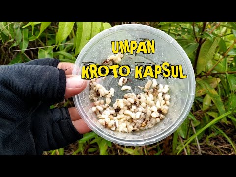 MANCING UMPAN KROTO KAPSUL MEMANG JOS || UMPAN JITU