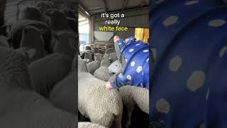 Can you tell them apart? #farmvlog #sheepfarming #farming