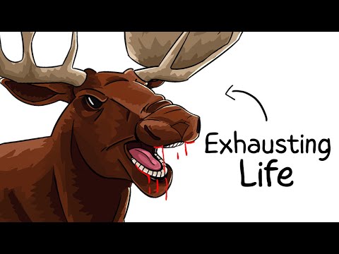 Why It Sucks to Be Born as a Moose