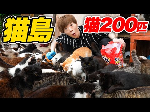 猫200匹が暮らす猫島の旅【田代島】