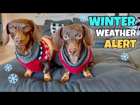 Mini DACHSHUNDS do NOT like Cold Weather