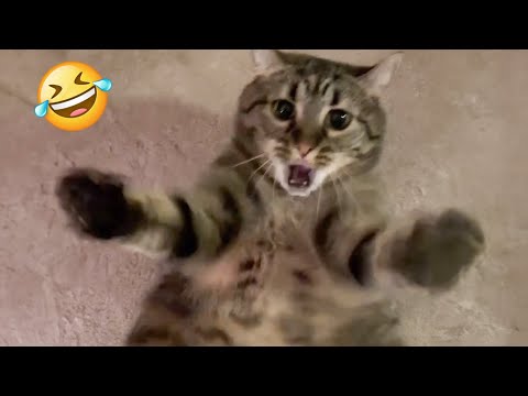 Funny Reaction When The Cat is Trying to Concentrate 😁 - New Funny Animals Video Of The Week