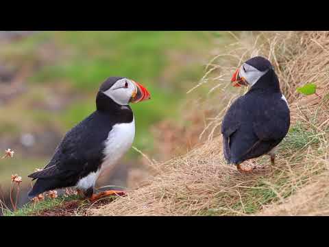 Scottish Puffins on the Isle of Staffa