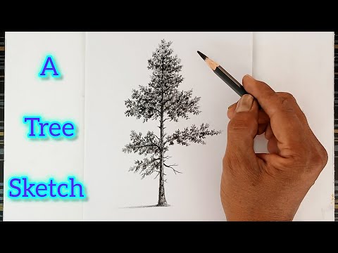 How to draw a tree by pencil with simple ways.