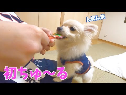 初ちゅ〜るに大興奮の子犬❤️ぽこあぽこ