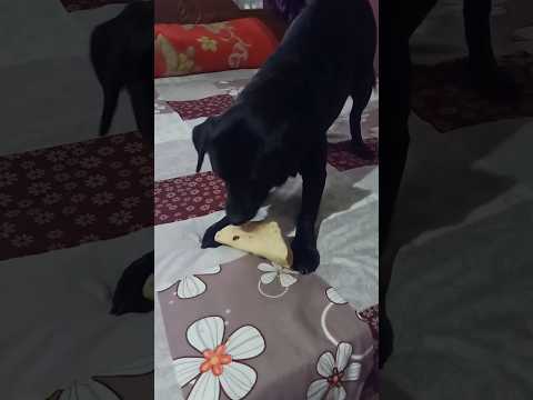 Eating labrador laika