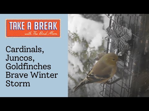 Cardinals, Juncos, Goldfinches Brave Winter Storm