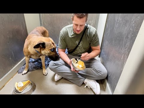 Sharing Thanksgiving with a Shelter Dog that was Drugged - Maybe Intentionally 😔