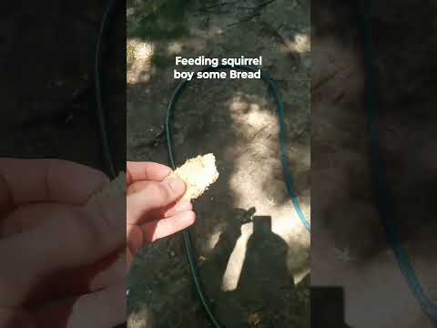 Human Feeds Squirrel Bread #shorts #fyp #nature #animal #squirrel #bread