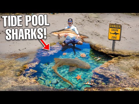 Finding Rare Sharks & Sea Creatures at Beach Tide Pool!