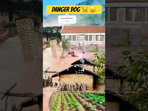 Danger dog 🐩 #funny #comedy  #dog  #shorts  #shortvideo