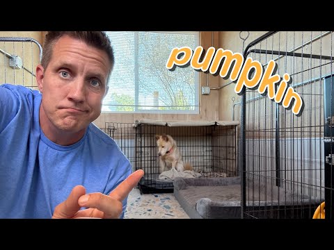 Will he come out of his crate?! 😳 Pumpkin Pupdate LIVE 🔴