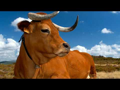 Do you know this European Cow? • Arouquesa Cow Breed • European Cow Video