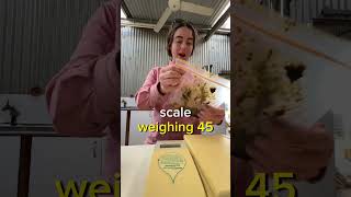 We're going on an Egg Hunt! 💩 Fecal Egg Count  #farmvlog #sheepfarm #sheep