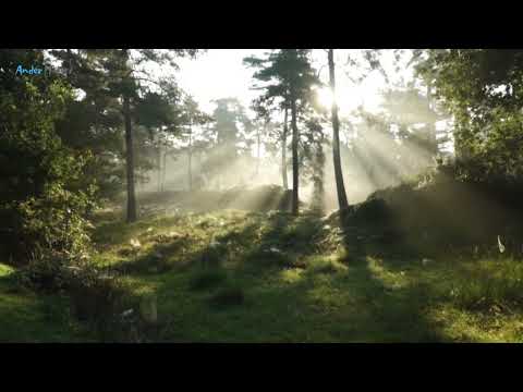 Healing Music with Sounds of Forest