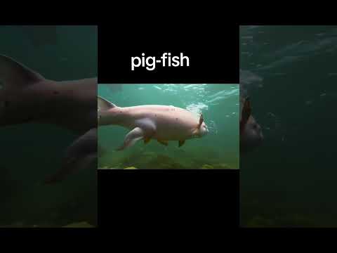 Pig - Fish