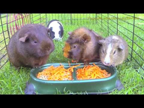 My Cute Guinea Pigs Have Breakfast Time