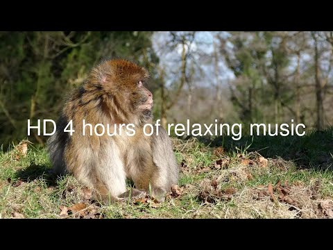 HD 4 Hours of a monkey resting with relaxing music playing