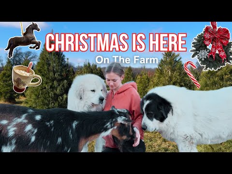 Buying the BIGGEST Christmas Tree🎄| Small Farm Christmas series Ep. 1