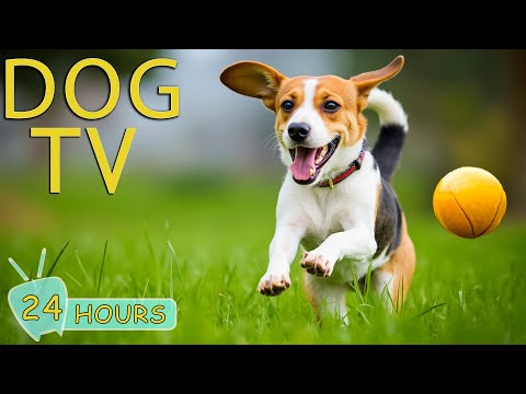 DOG TV: Videos Entertain & Music to Keep Your Dog Happy & Calm While Home Alone - Best Music for Dog