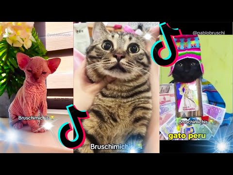 🤣 Mejores Videos de Gatos Bruschimichis | Compilación Divertida de Gatos Graciosos