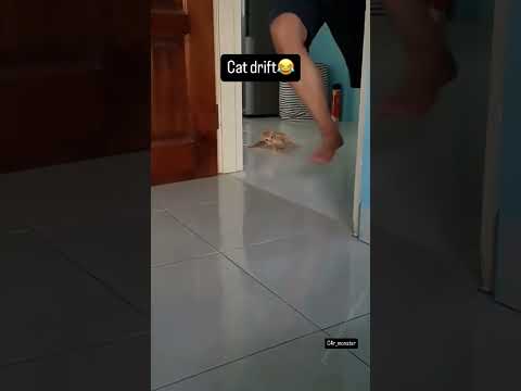 Best cat #ViralShort #ViralVideo #Memes #Aura #ForYou #4U"