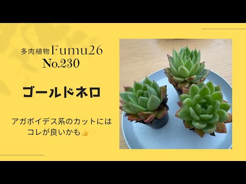 【多肉植物】ツルツルのがっちり系ゴールドネロ❣️カットします