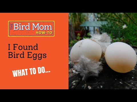 What to Do if You Find Baby Bird Eggs