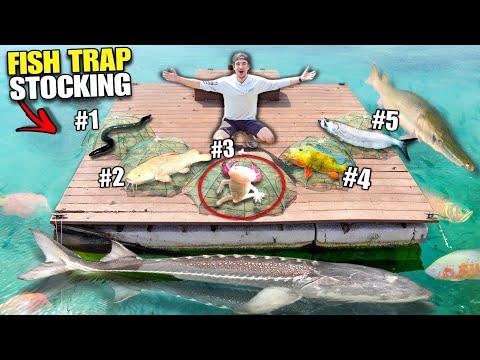 Giant FISH TRAP STOCKING For My 4000G Backyard POND!! (4 Traps, 4 Spots)