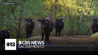 About 100 cattle grazing at Hidden Falls Park to mitigate fire risk