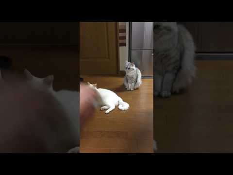 【癒し】実家の愛猫 ごまとみるく